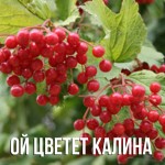 Народные - Ой цветет калина